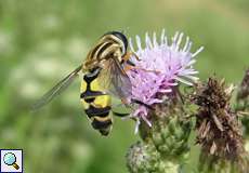 Große Sumpfschwebfliege (Helophilus trivittatus) in der Aggeraue