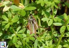 Roesels Beißschrecke (Roeseliana roeselii) in der Aggeraue