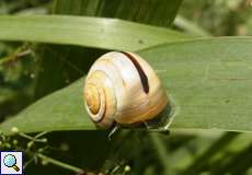 Garten-Bänderschnecke (Cepaea hortensis) in der Aggeraue
