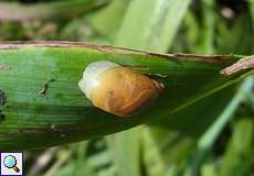 Bernsteinschnecke (Succinea sp.) in der Aggeraue