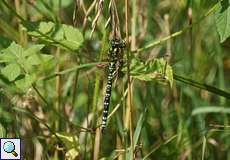 Blaugrüne Mosaikjungfer (Aeshna cyanea) in der Aggeraue