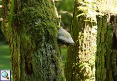 Baumstamm mit Moos und Pilz in der Aggeraue
