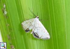 Wasserlinsenzünsler (Cataclysta lemnata) in der Aggeraue