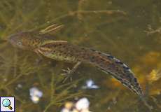 Junger Teichmolch (Lissotriton vulgaris) in der Panzerwaschanlage in der Wahner Heide