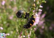 Raupe des Brombeerspinners (Macrothylacia rubi) in der Wahner Heide