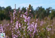 Blühende Besenheide (Calluna vulgaris) in der Wahner Heide