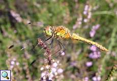 Blutrote Heidelibelle (Sympetrum sanguineum) in der Wahner Heide