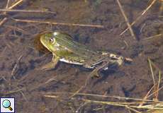 Hellbraune Wegschnecke (Arion subfuscus) in der Wahner Heide