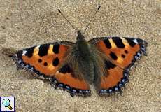 Kleiner Fuchs (Aglais urticae) in der Wahner Heide