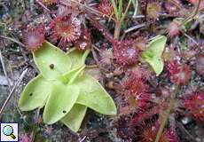 Rundblättriger Sonnentau (Drosera rotundifolia) und Gewöhnliches Fettkraut (Pinguicula vulgaris) in der Wahner Heide