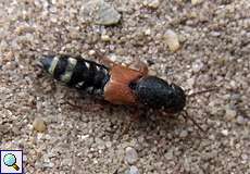 Platydracus stercorarius in der Wahner Heide