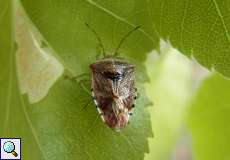 Fleckige Brutwanze (Elasmucha grisea) im Hühnerbruch in der Wahner Heide