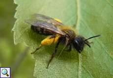 Weidensandbiene (Andrena vaga) im Hühnerbruch in der Wahner Heide