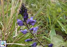 Gewöhnliches Kreuzblümchen (Polygala vulgaris) im Hühnerbruch in der Wahner Heide