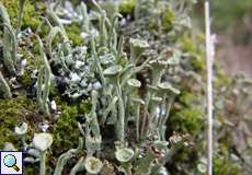 Trompetenflechte (Cladonia fimbriata) im Hühnerbruch in der Wahner Heide