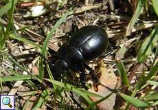 Tatzenkäfer (Timarcha tenebricosa) im Herfeld in der Wahner Heide