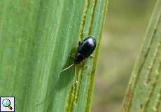 Iriserdfloh (Aphthona nonstriata) im Herfeld in der Wahner Heide