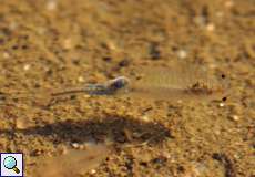 Noch ein Pfützenbewohner: der Sommerfeenkrebs (Branchipus schaefferi) im Geisterbusch in der Wahner Heide