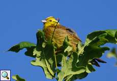 Goldammer (Emberiza citrinella) im Geisterbusch in der Wahner Heide