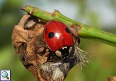 Zweipunkt-Marienkäfer (Adalia bipunctata) im Geisterbusch in der Wahner Heide