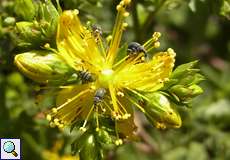 Pseudoperapion brevirostre auf Tüpfel-Johanniskraut (Hypericum perforatum) im Geisterbusch in der Wahner Heide