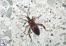 Amerikanische Kiefernwanze (Western Conifer Seed Bug, Leptoglossus occidentalis)