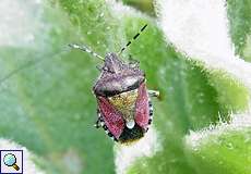 Beerenwanze (Hairy Shieldbug, Dolycoris baccarum)
