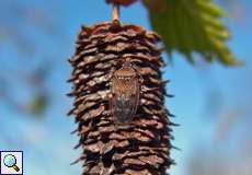 Birkenwanze (Birch Catkin Bug, Kleidocerys resedae resedae)