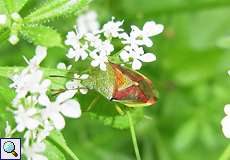 Bunte Blattwanze (Birch Shieldbug, Elasmostethus interstinctus)