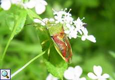 Buntrock (Juniper Shieldbug, Cyphostethus tristriatus)