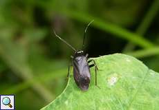 Capsus ater, Männchen