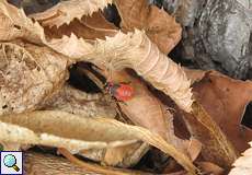 Feuerwanze, Nymphe (Fire Bug, Pyrrhocoris apterus)
