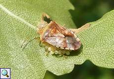 Weibliche Fleckige Brutwanze (Parent Bug, Elasmucha grisea) mit Gelege