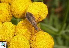 Gelbrand-Sichelwanze (Broad Damsel Bug, Nabis flavomarginatus)