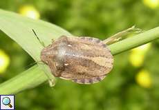 Gemeine Getreidewanze (Wheat Bug, Eurygaster maura)