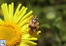 Männliche Gemeine Wiesenwanze (Lygus pratensis)