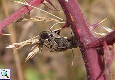 Graptopeltus lynceus