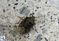 Graue Gartenwanze (Mottled Shieldbug, Rhaphigaster nebulosa)