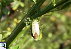 Grüne Distelwanze (Grass Bug, Calocoris affinis)