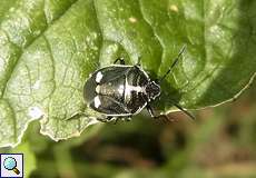 Kohlwanze (Brassica Shieldbug, Eurydema oleracea)