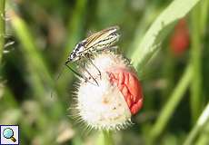 Männliche Langhaarige Dolchwanze (Meadow Plant Bug, Leptopterna dolabrata)