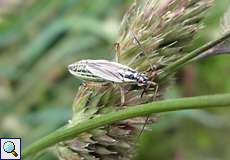 Weibliche Langhaarige Dolchwanze (Meadow Plant Bug, Leptopterna dolabrata)