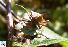 Lederwanze (Dock Leaf Bug, Coreus marginatus)