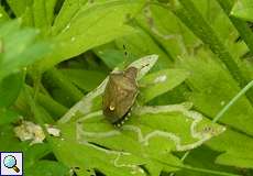 Peribalus strictus (Vernal Shieldbug)