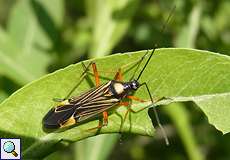 Prachtwanze (Capsid Bug, Miris striatus)