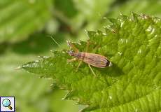 Weibliche Rotbraune Sichelwanze (Common Damsel Bug, Nabis rugosus)