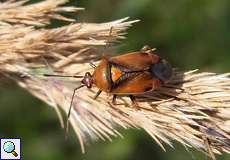 Rote Weichwanze (Red-spotted Plant Bug, Deraeocoris ruber)