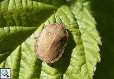 Schildkrötenwanze (Tortoise Bug, Eurygaster testudinaria)