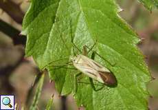Vierpunktige Zierwanze (Plant Bug, Adelphocoris quadripunctatus)