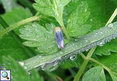 Männliche Binsenschmuckzikade (Green Leafhopper, Cicadella viridis)